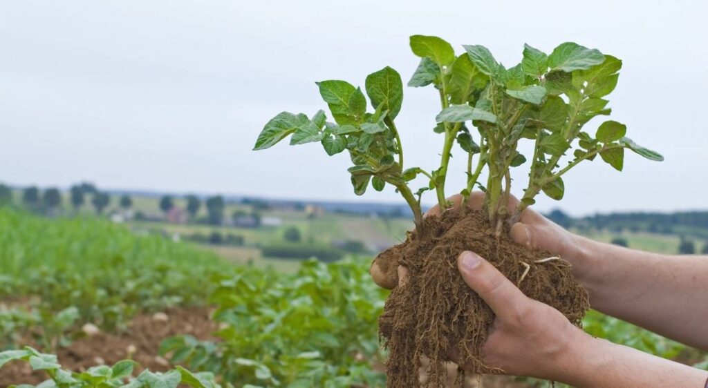 pomme de terre amandine