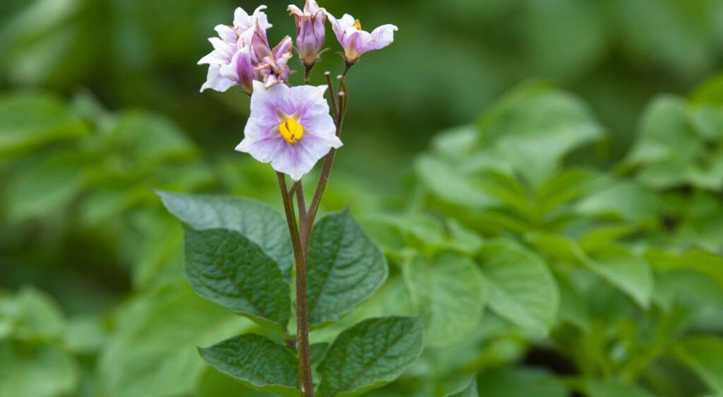 pomme de terre Bintje fleur