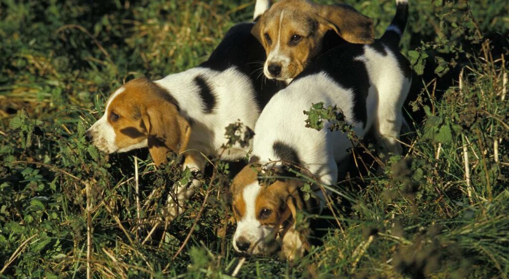 races de chiens courant français
