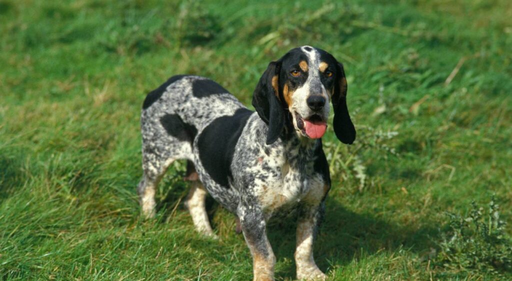 races de chiens courant français