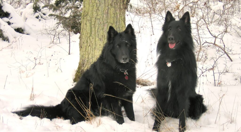 races de chiens nordiques