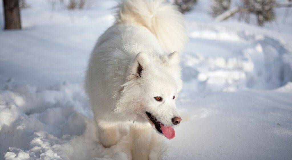 races de chiens nordiques