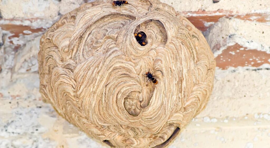 reine de frelon asiatique