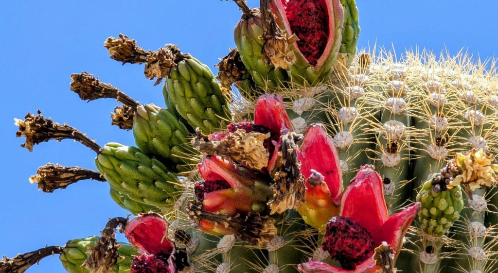 cactus saguaro fruit