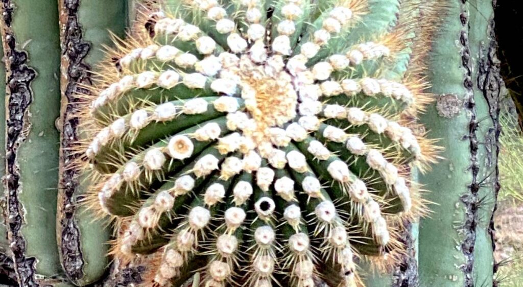 saguaro cactus