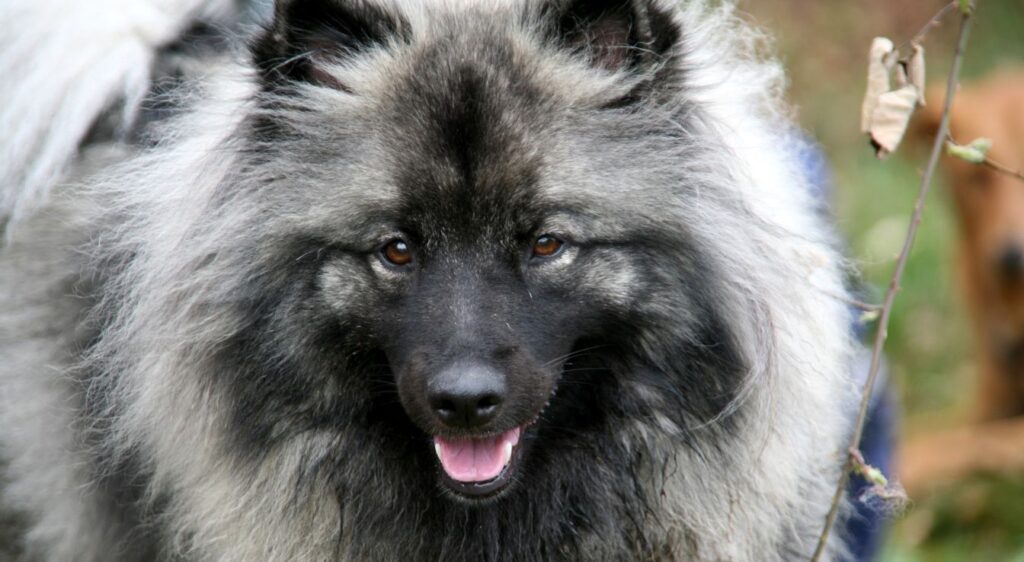 samoyede gris