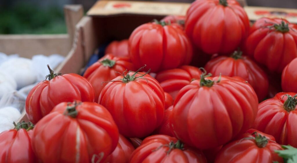 tomate marmande