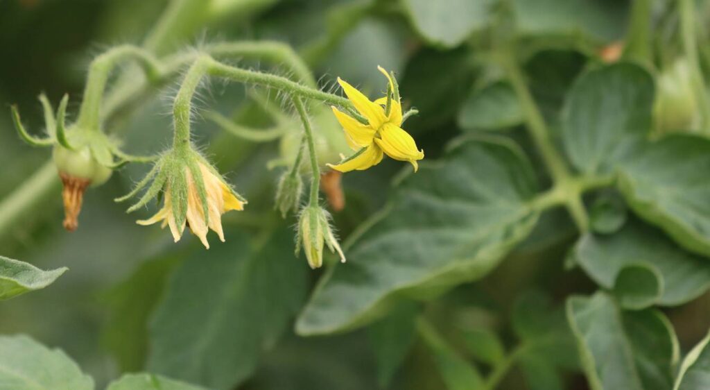 tomate fleur