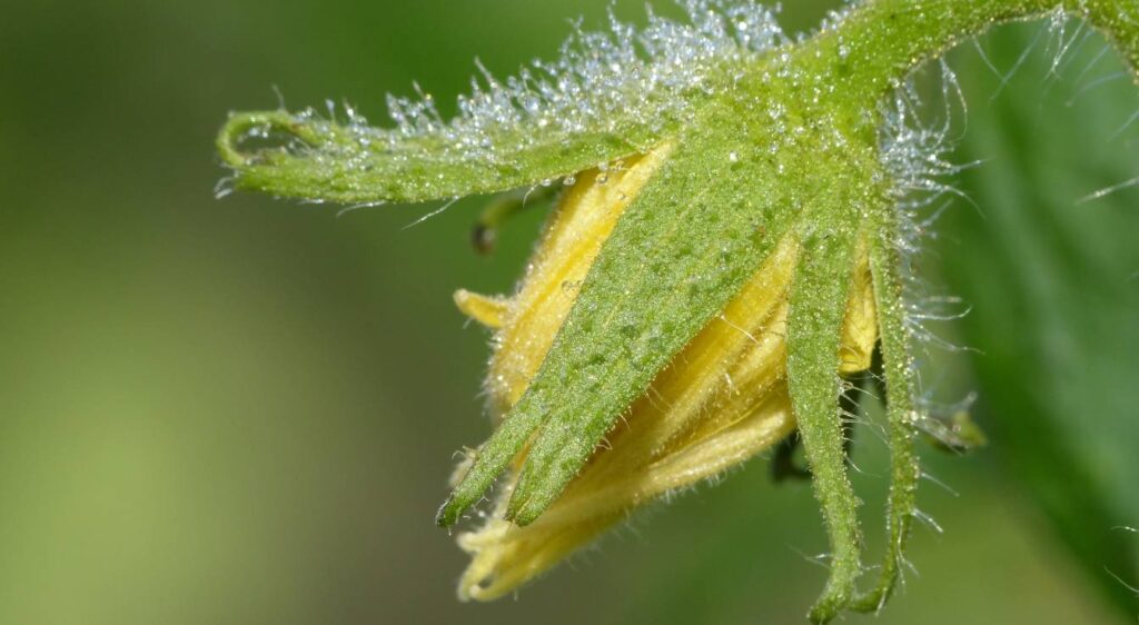 tomate cœur de bœuf