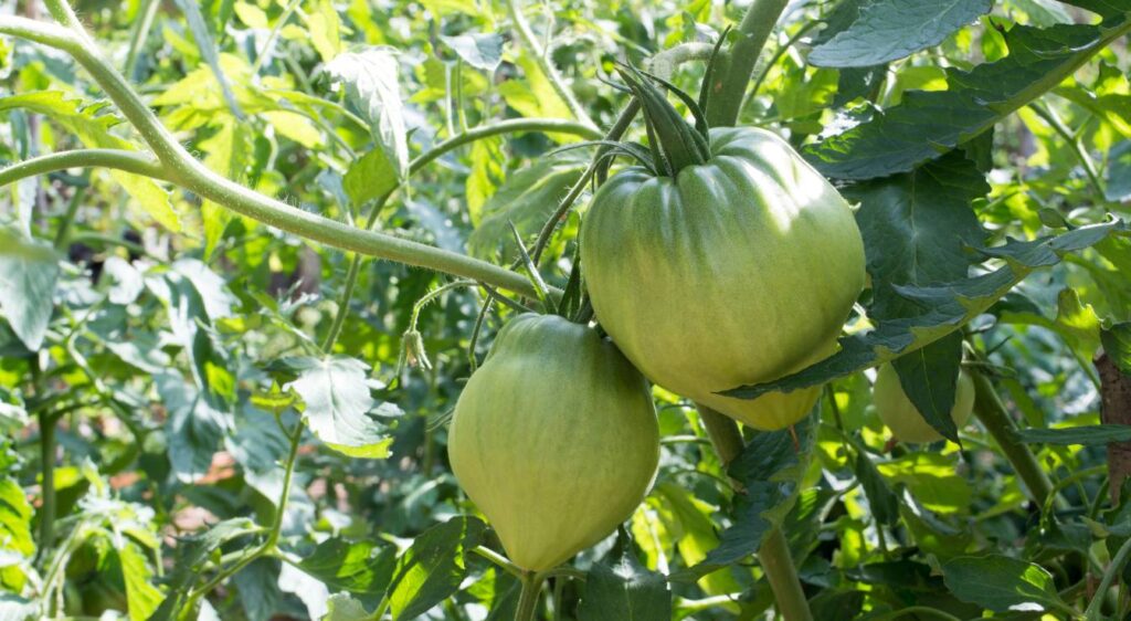 tomate cœur de bœuf