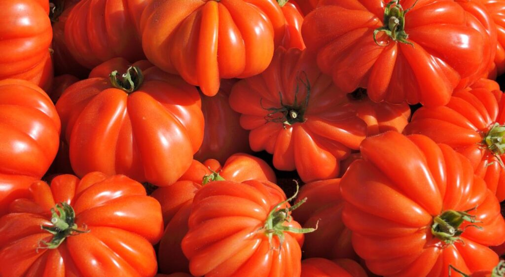 tomate cœur de bœuf