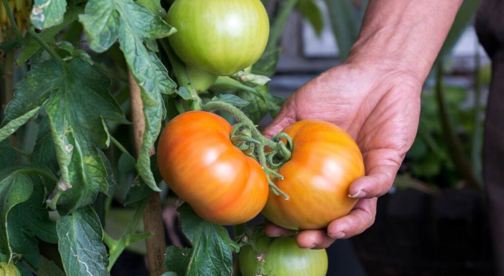 tomates saint pierre