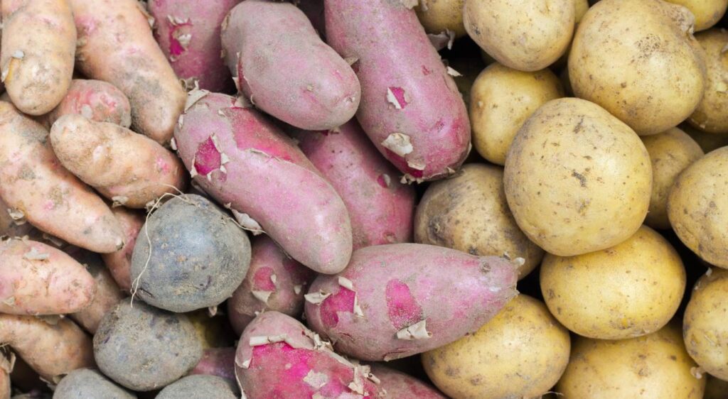 variété pomme de terre