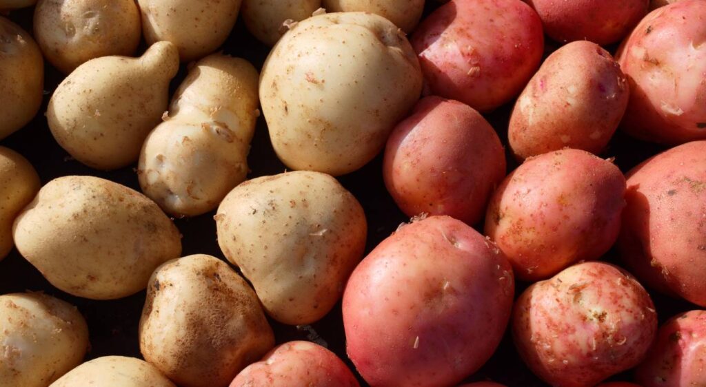 pomme de terre variétés