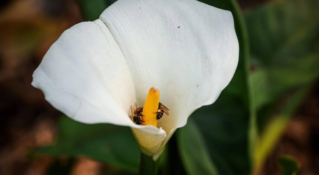 zantedeschia aethiopica