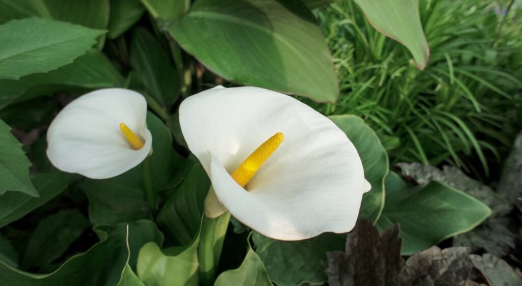 calla lily zantedeschia aethiopica​