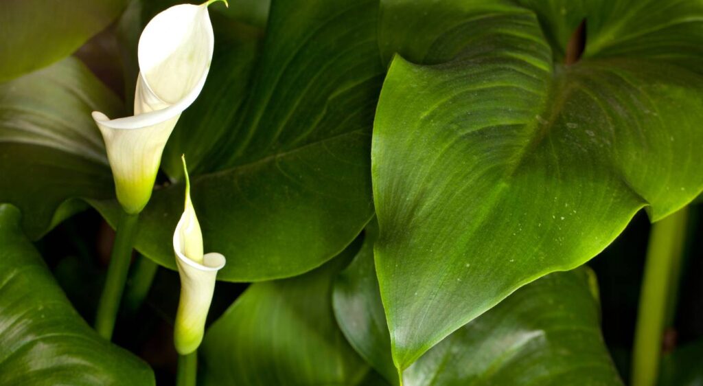 calla zantedeschia aethiopica​