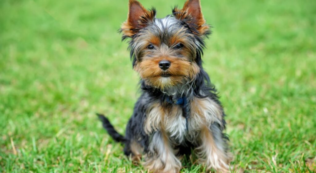 Yorkshire Terrier