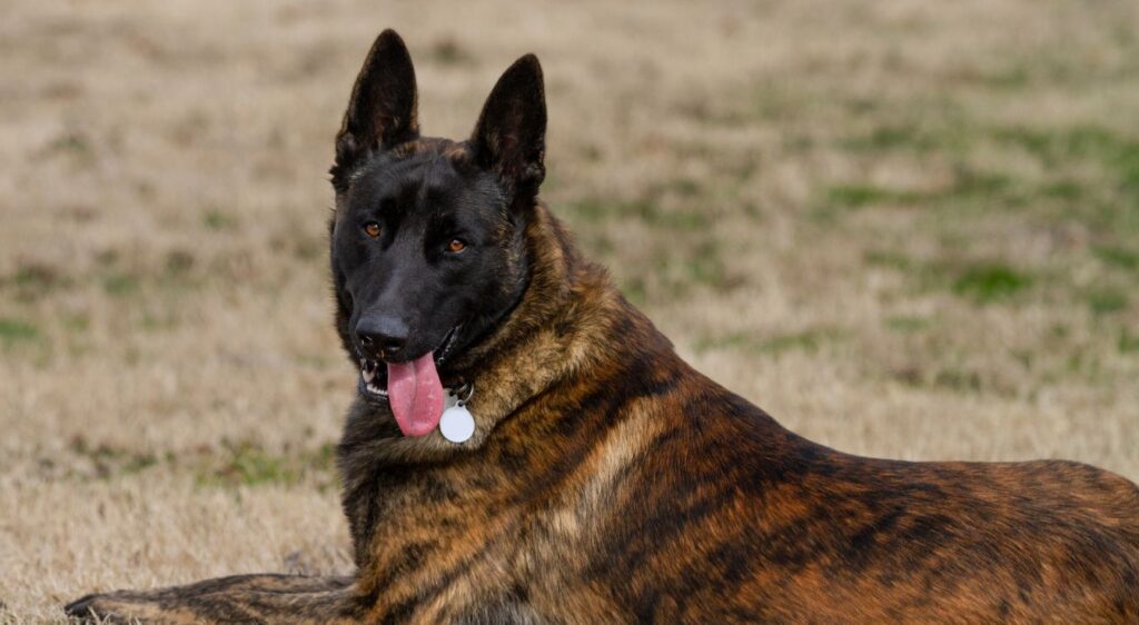 Femelle Berger hollandais