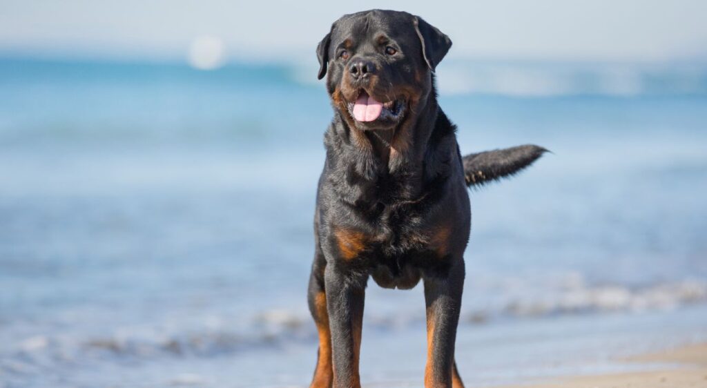 grand chien noir et marron