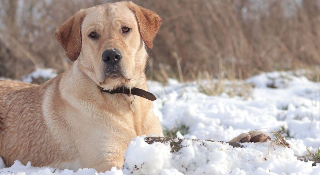 chien beige poil court