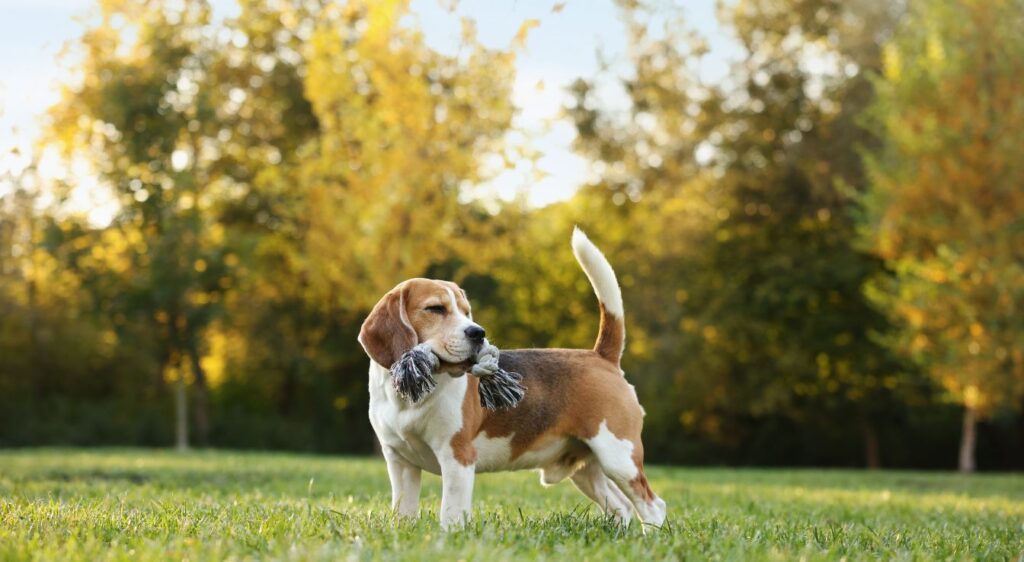 Chien blanc et marron