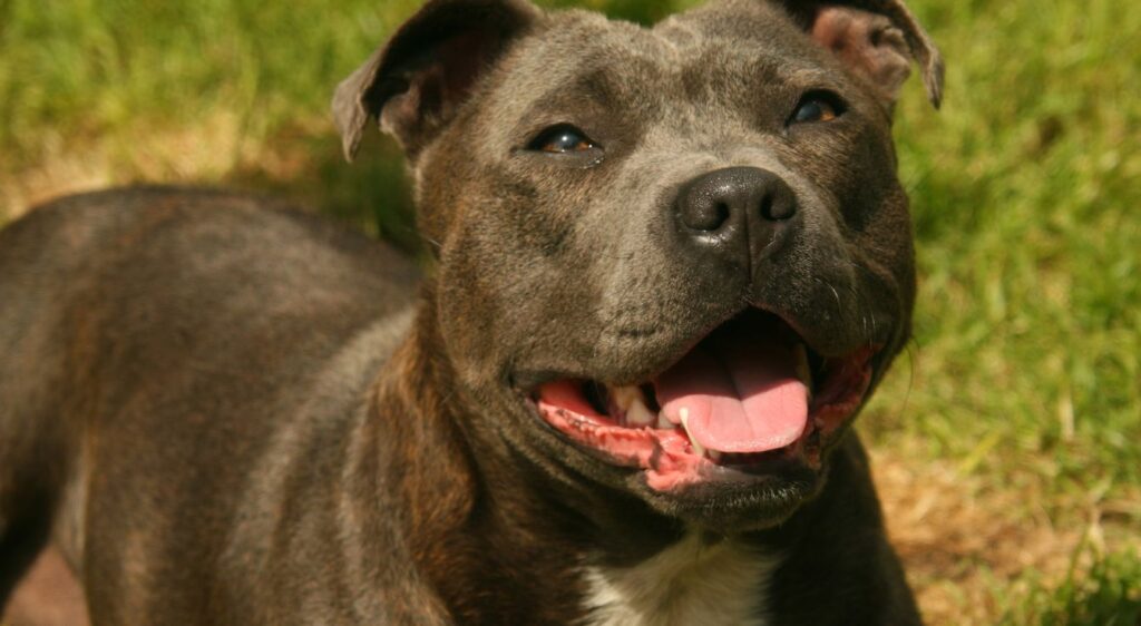 Races de chiens noirs à poil court