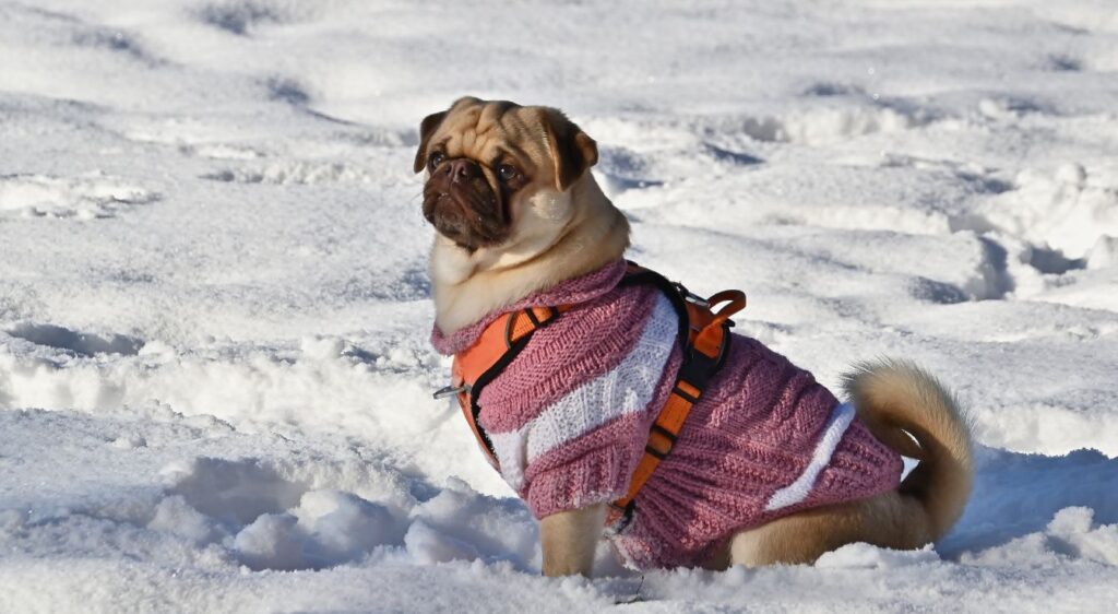 Races de petits chiens musclés