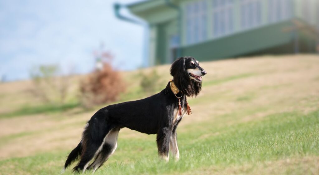 Les chiens les plus rapides