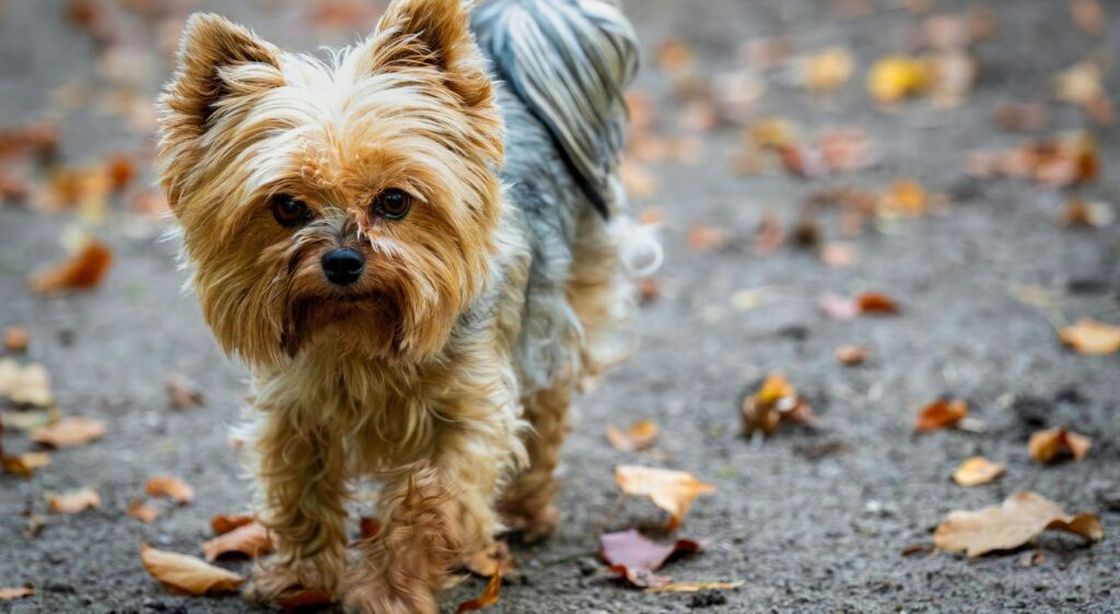 Yorkshire Terrier