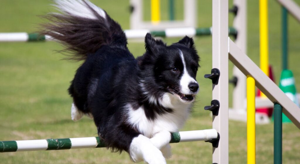 Agilité du Border Collie