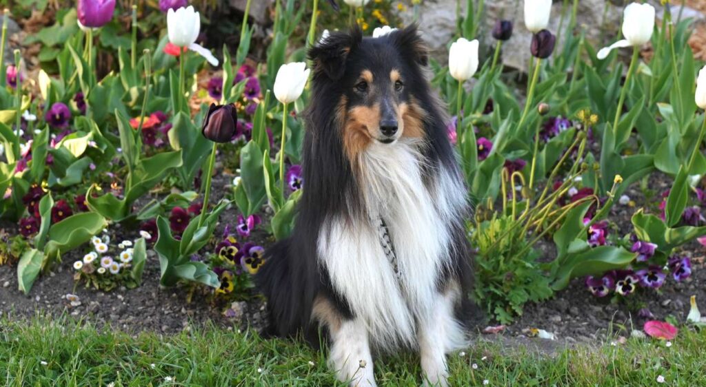 chien de berger noir et blanc