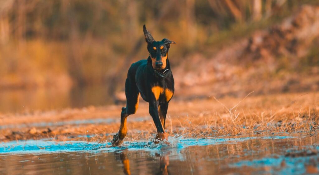 grand chien noir et marron