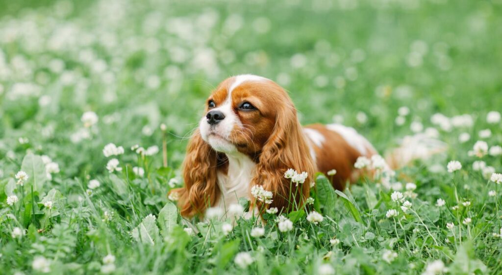 Chien blanc et marron