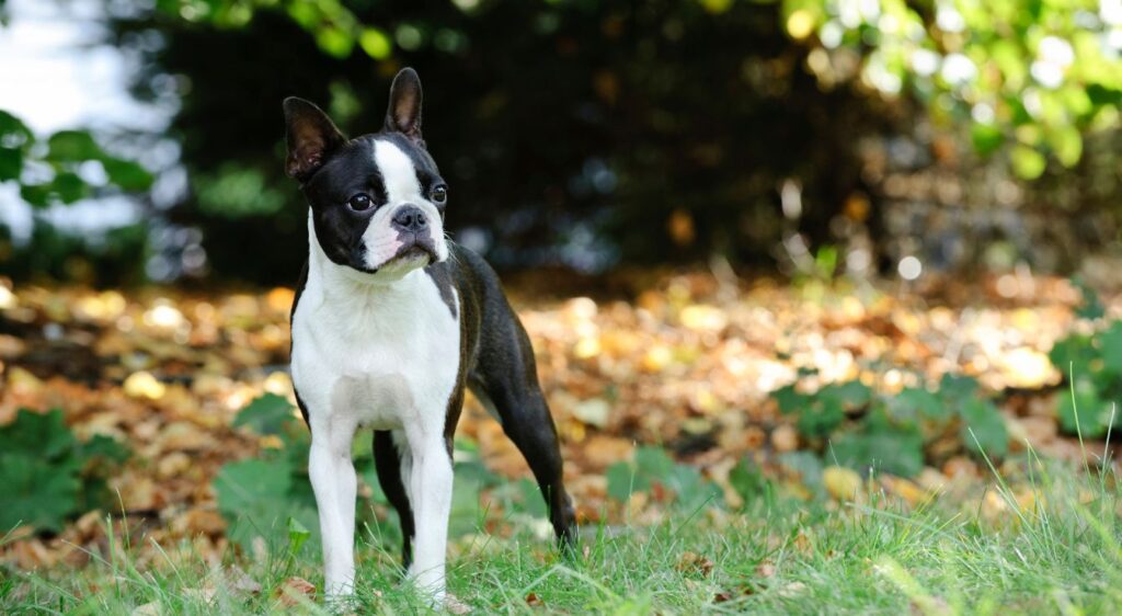 Boston Terrier