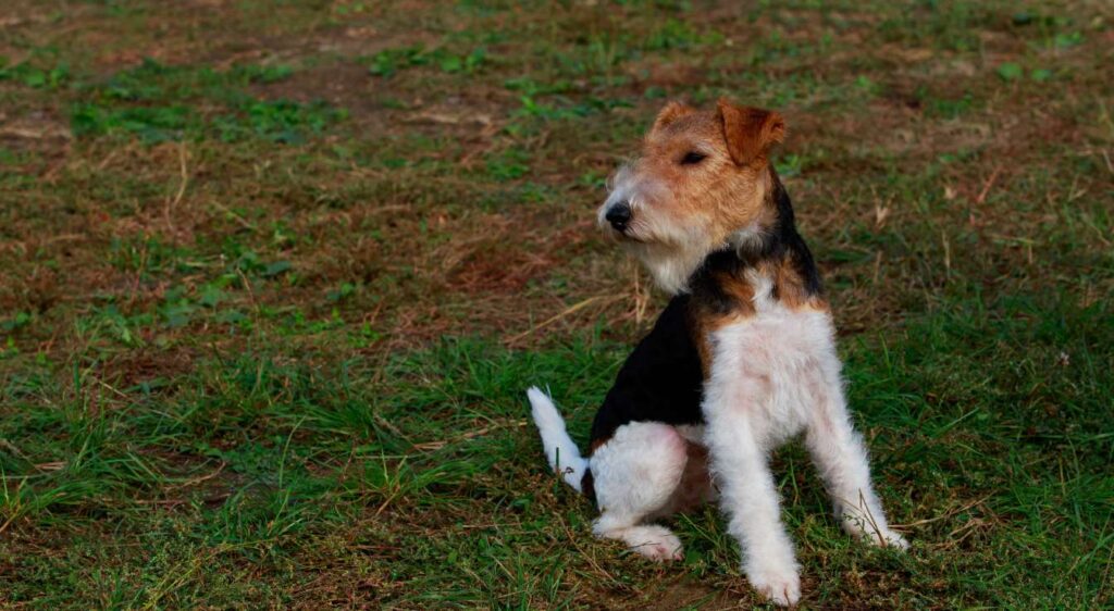 Races de chiens anglais