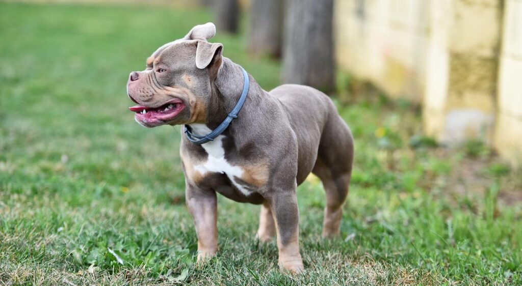 Races de petits chiens musclés