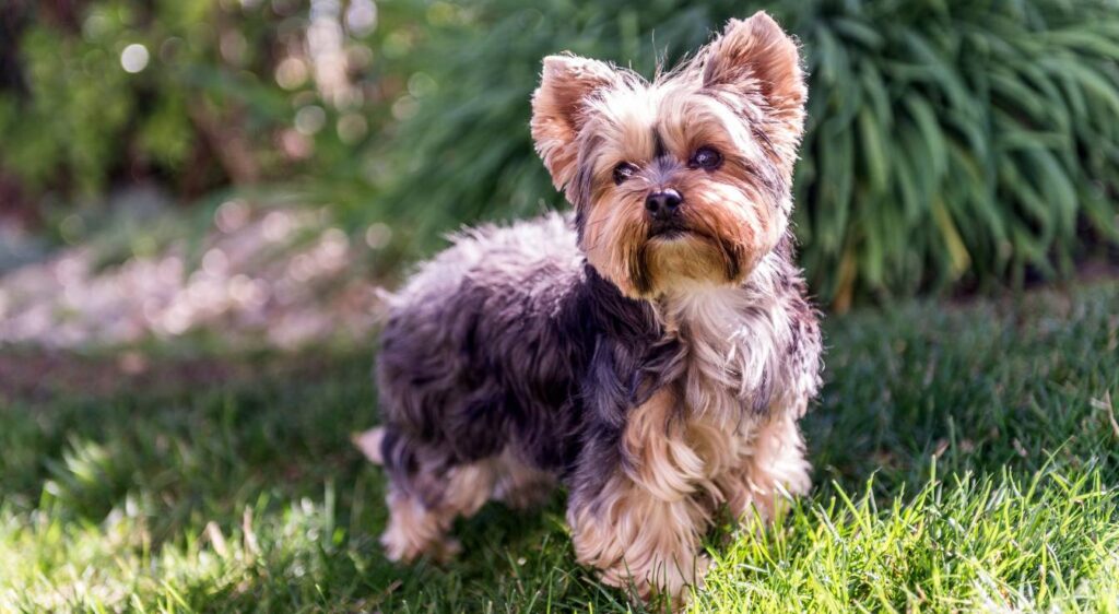 Yorkshire Terrier