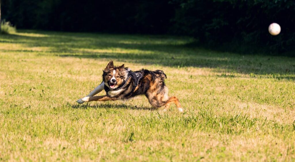 Agilité du Border Collie