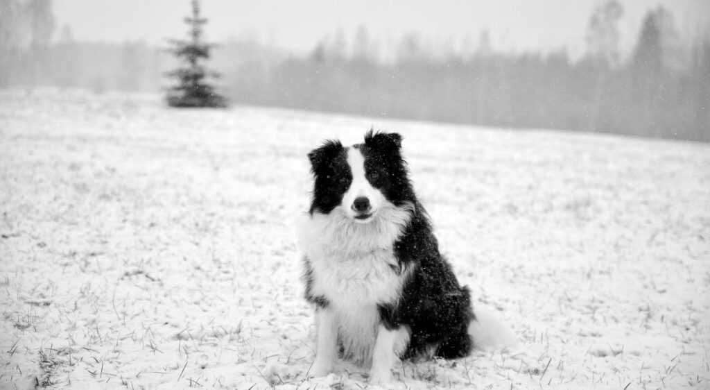 chien de berger noir et blanc