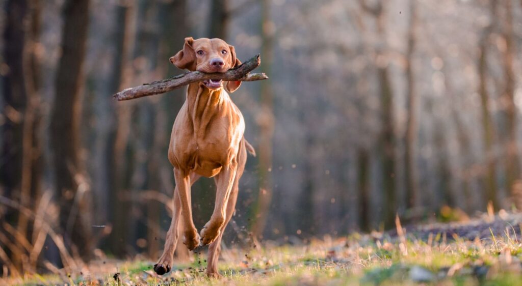 chien beige poil court