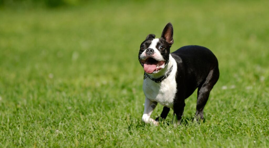 Boston Terrier