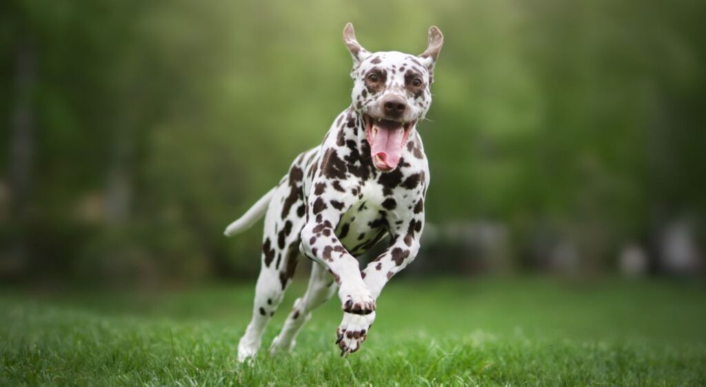 Les chiens les plus rapides