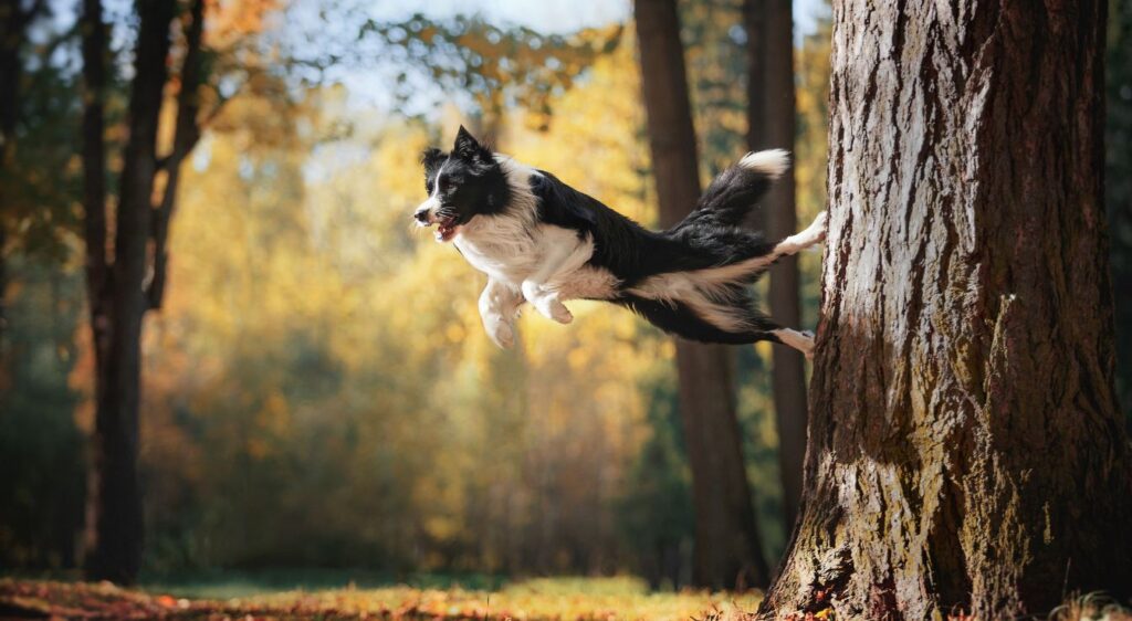 Agilité du Border Collie