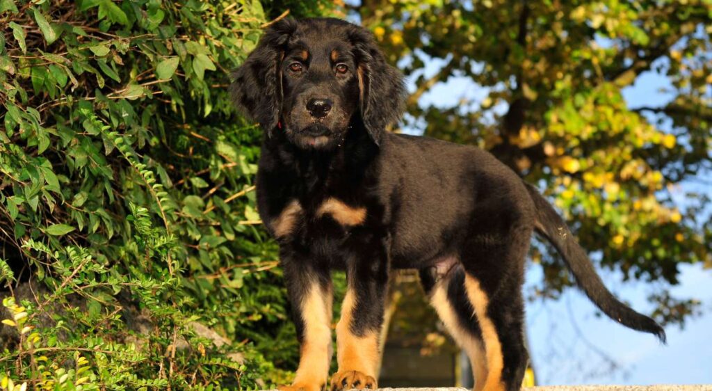 grand chien noir et marron