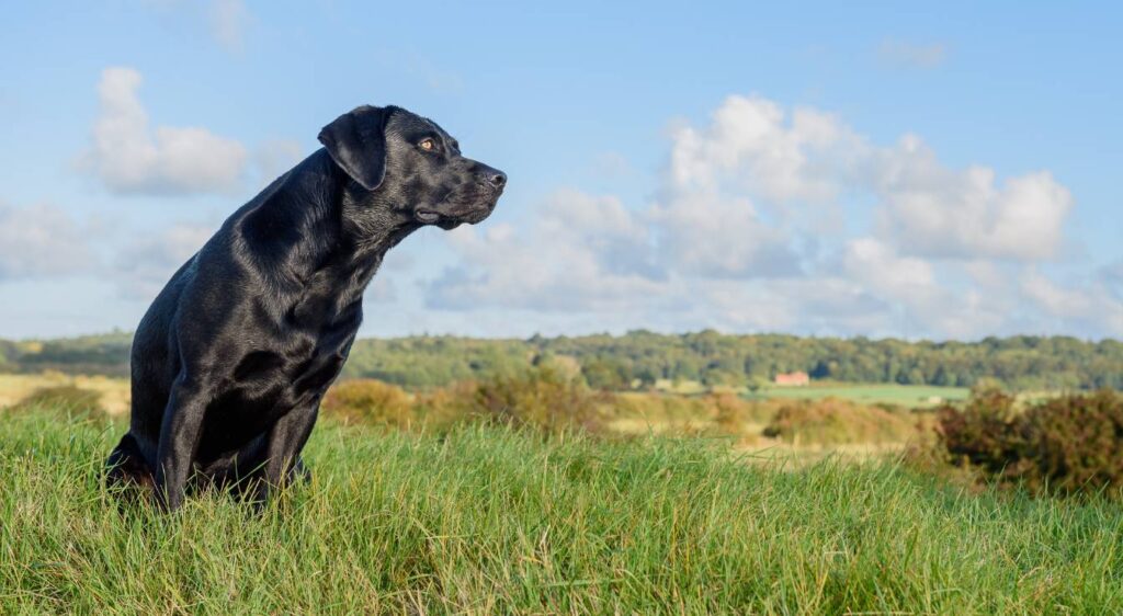 Races de chiens noirs à poil court