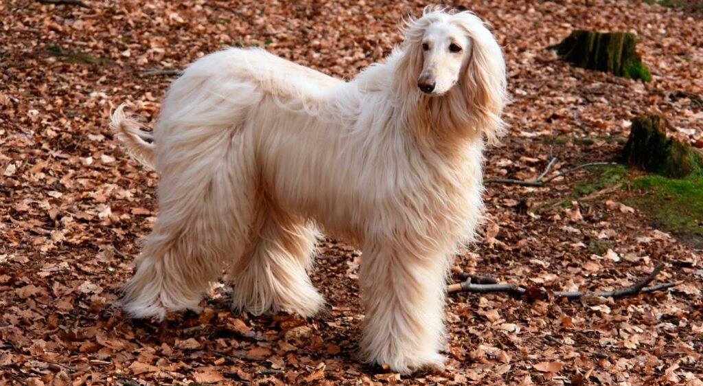Chiens à poil long