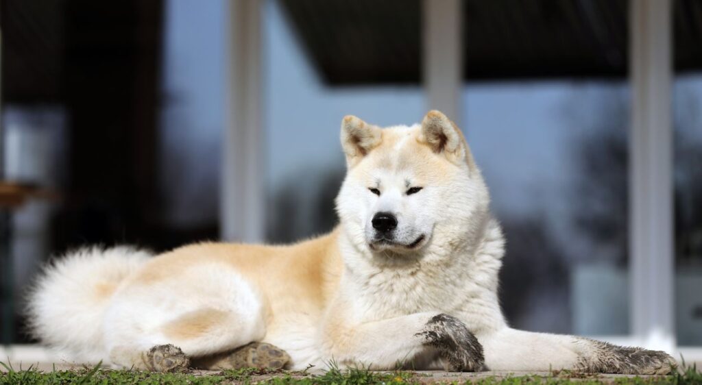 Akita Inu