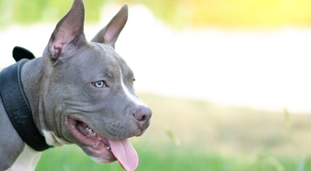 American Bully Pocket