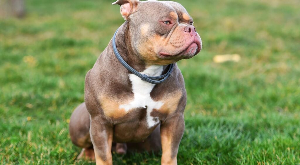 American Bully Pocket